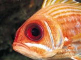 Fish in the Sea Aquarium